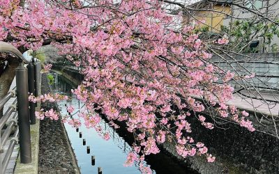 早春のお花見は河津桜から