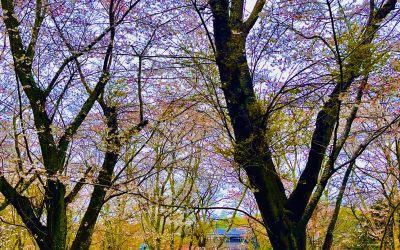 今年の桜